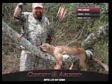 tink_nathan_african_caracal