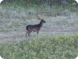 Bowshots on Big Game - Concept Archery 99% Let-Off Bows